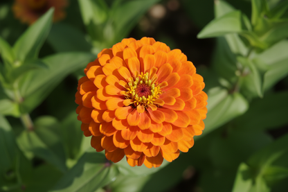 Premium Zinnia Flower Seeds – High Germination, Fast Blooming & Long-Lasting Garden Flowers