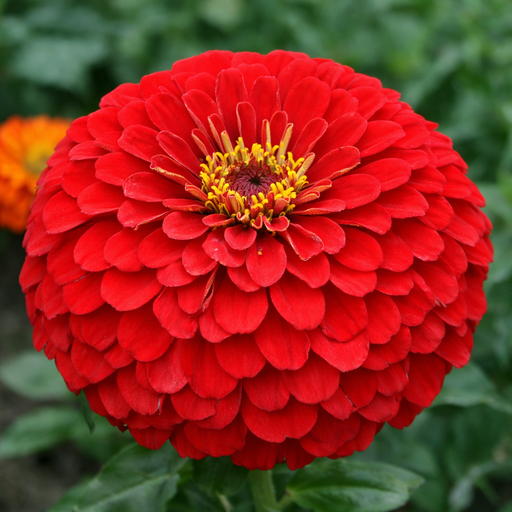 Premium Zinnia Flower Seeds – High Germination, Fast Blooming & Long-Lasting Garden Flowers