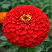 Rose red