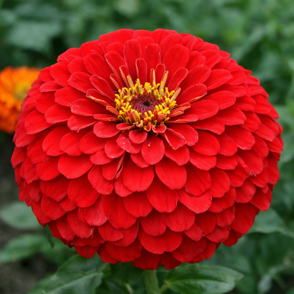 Premium Zinnia Flower Seeds – High Germination, Fast Blooming & Long-Lasting Garden Flowers