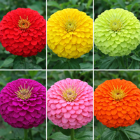 Mixed Colors