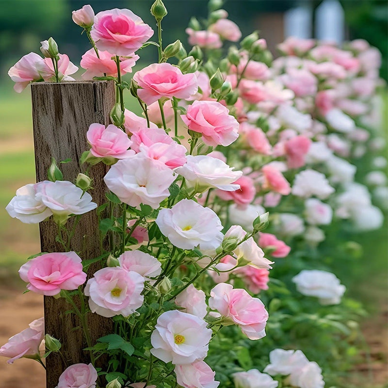 Colorful Flower Seed Mix