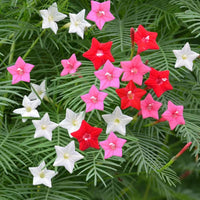 Cypress Vine