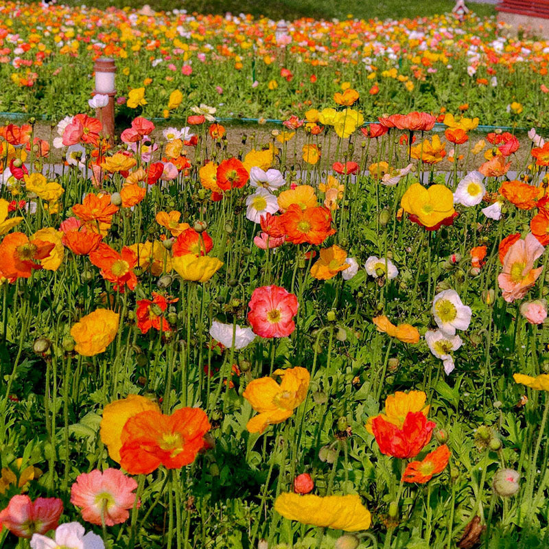 Colorful Flower Seed Mix