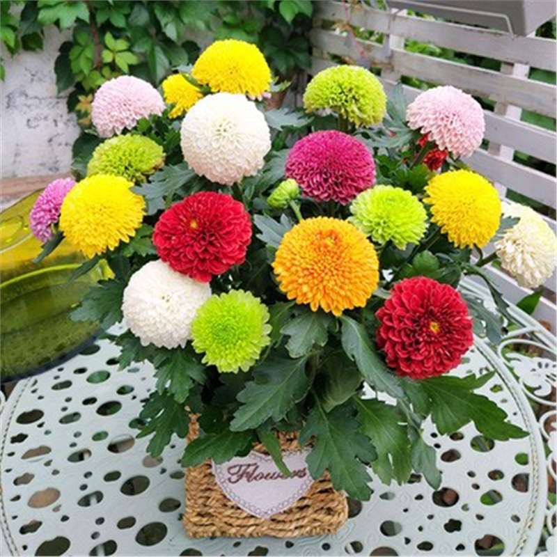 Colorful Flower Seed Mix