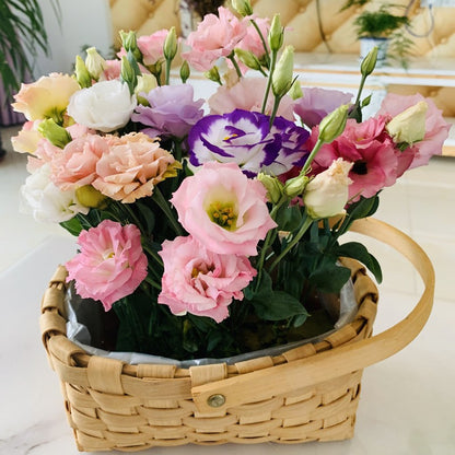 Colorful Flower Seed Mix